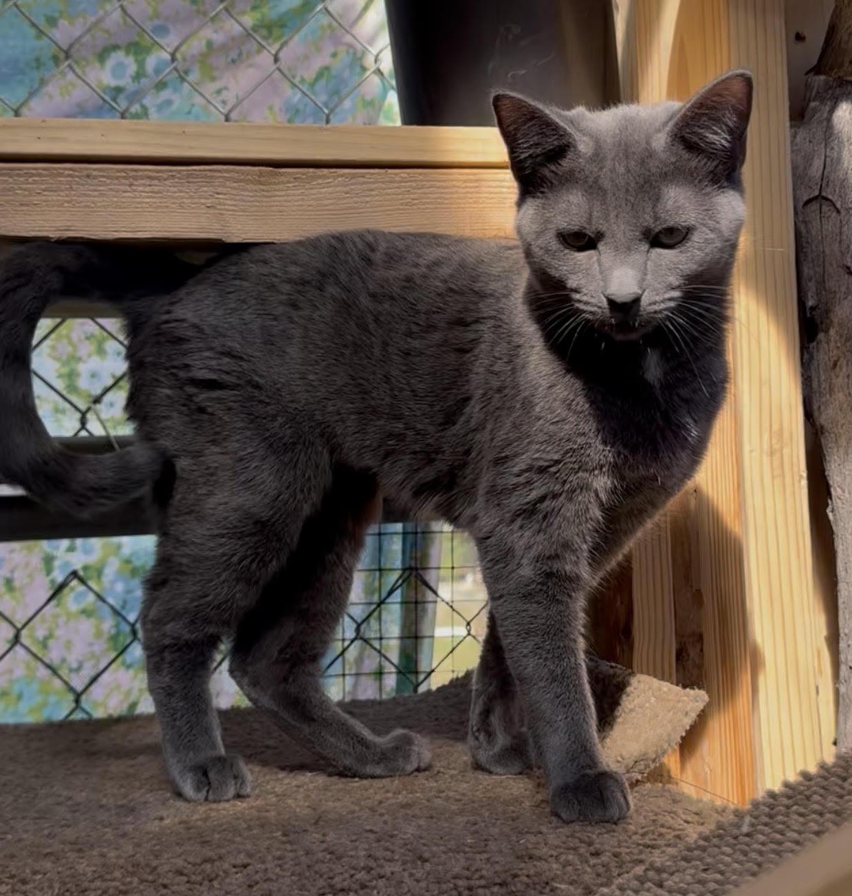 Enlarge Pewter, a Adopted Russian Blue in Butte, MT image 1/1