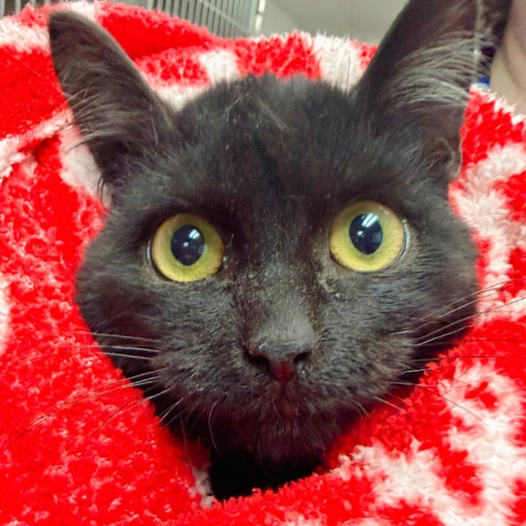 Enzo, Adoptable, Kitten Male Extra-Toes Cat / Hemingway Polydactyl.