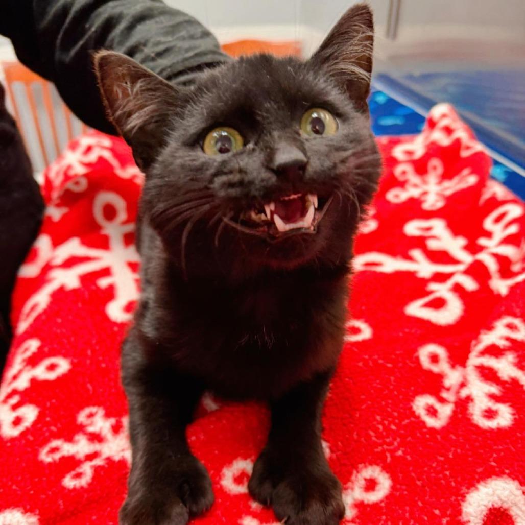 Enlarge Enzo, a Adoptable Extra-Toes Cat / Hemingway Polydactyl in Pocono Summit, PA image 3/3