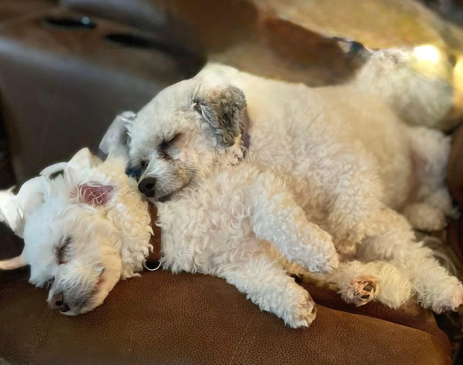 Enlarge Max & Isaac, a ADOPTABLE mixed breed in St Louis, MO image 3/3