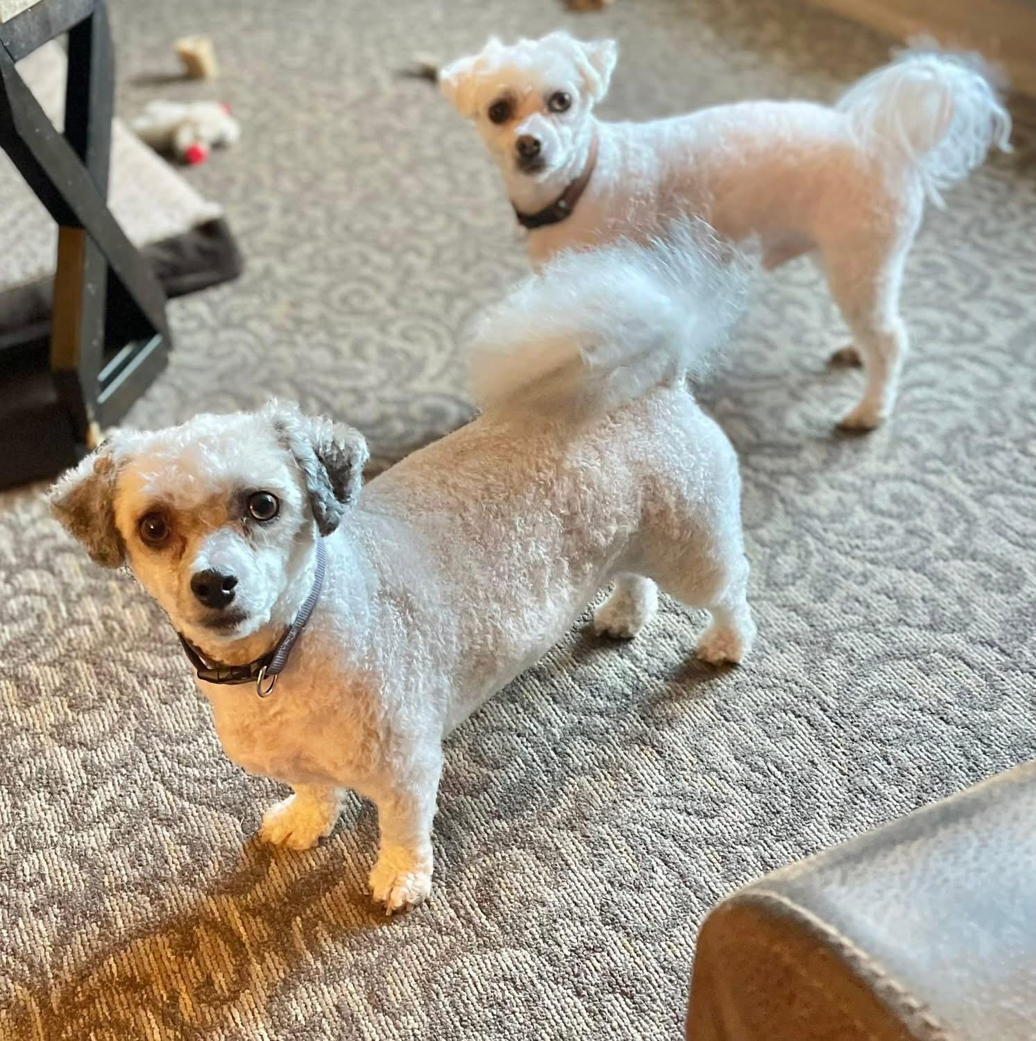 Max & Isaac, ADOPTABLE, Adult Male Havanese & Bichon Frise.