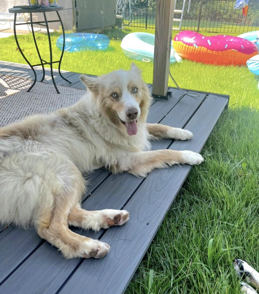 Ranger, Adoptable, Adult Male Australian Shepherd.