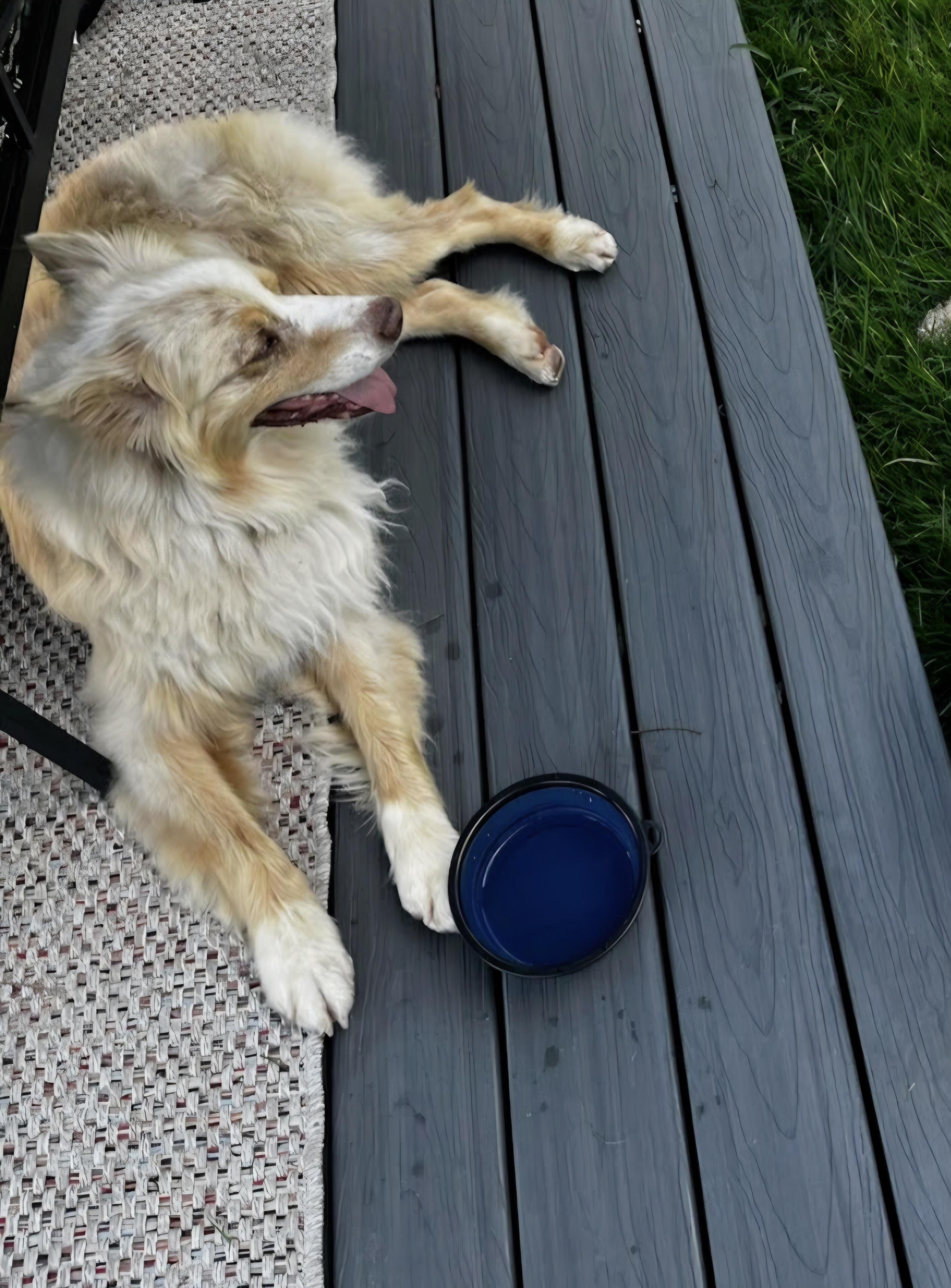 Ranger, a Adoptable Australian Shepherd in Knoxville, TN image 2/5