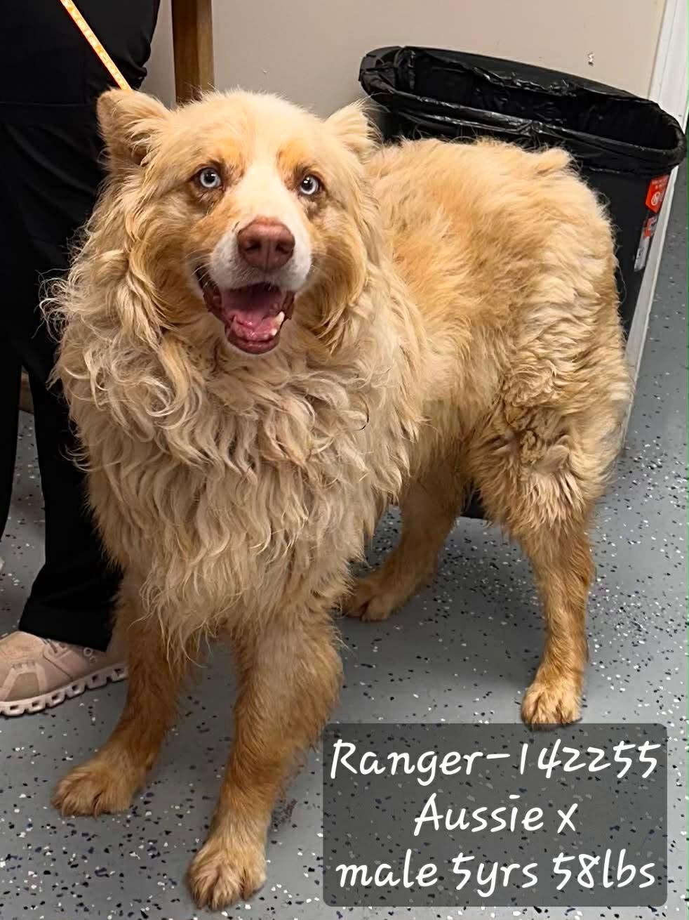 Ranger, a Adoptable Australian Shepherd in Knoxville, TN image 3/5