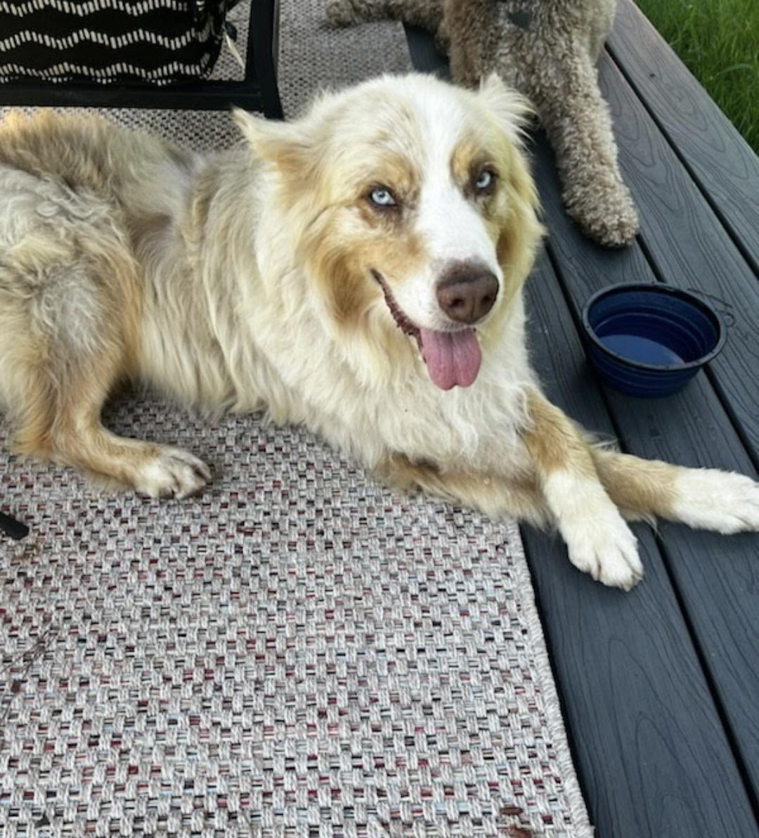 Ranger, a Adoptable Australian Shepherd in Knoxville, TN image 4/5