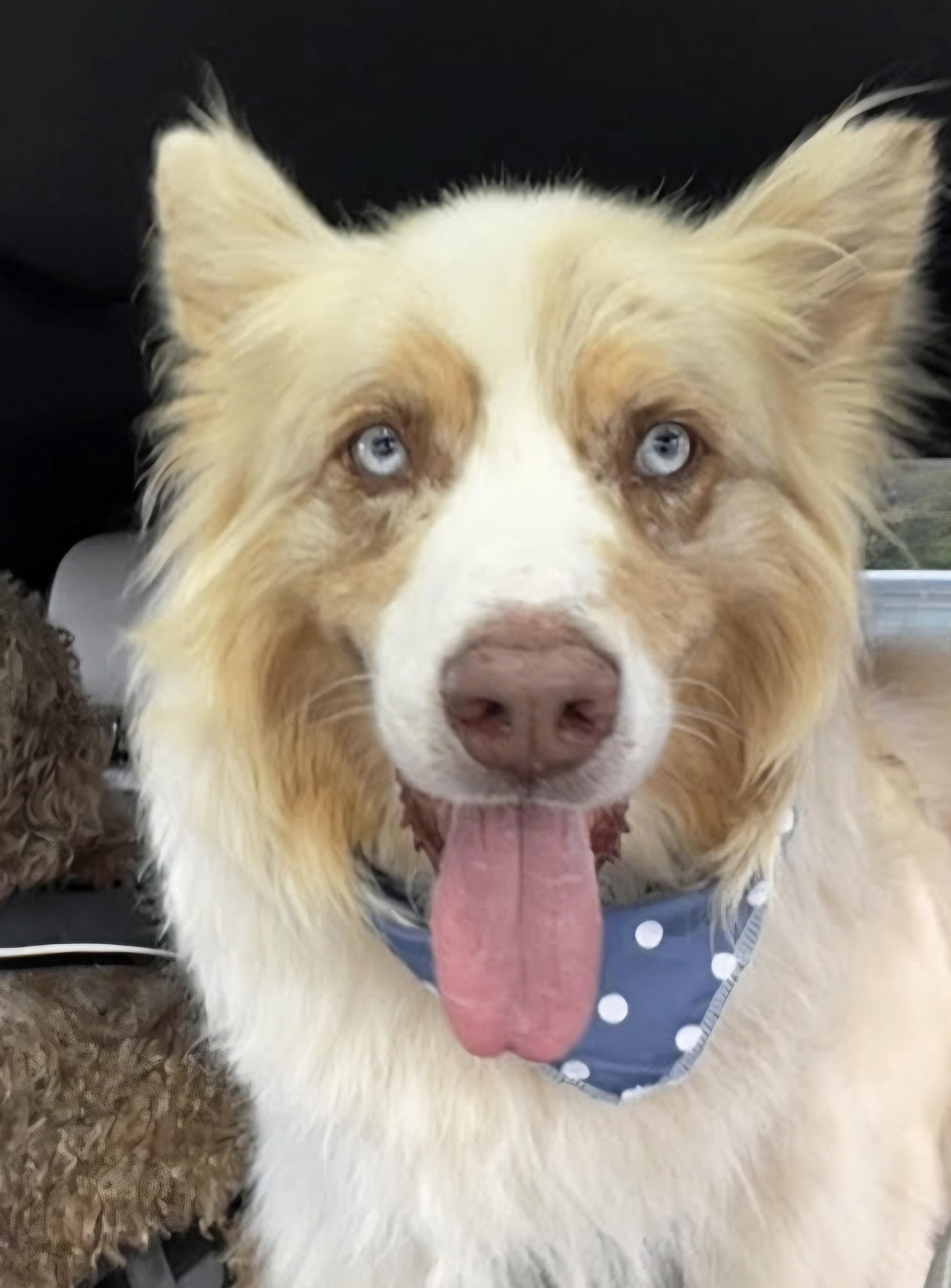 Ranger, a Adoptable Australian Shepherd in Knoxville, TN image 5/5