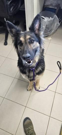 Enlarge Morticia, an adoptable mixed breed in Edgewood, NM image 3/3