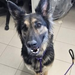 Morticia, adoptable, Adult Female German Shepherd Dog.