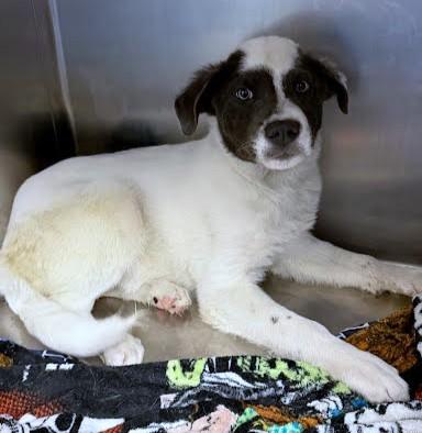 Eric, Adoptable, Puppy Male Shepherd & Mixed Breed.