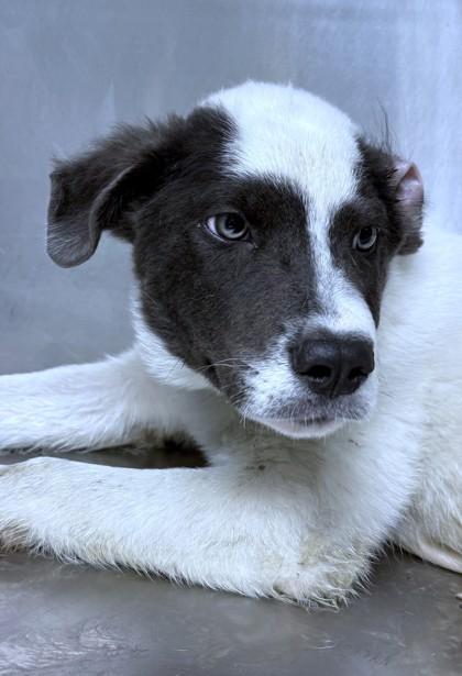 Enlarge Eric, a Adoptable mixed breed in Washington, DC image 2/3