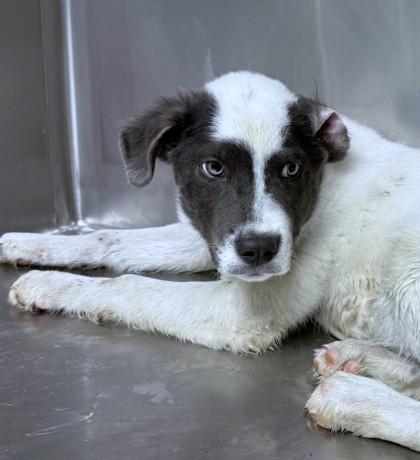 Enlarge Eric, a Adoptable mixed breed in Washington, DC image 3/3