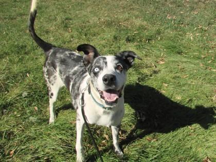 Angel, Adoptable, Adult Female Catahoula Leopard Dog & Mixed Breed.