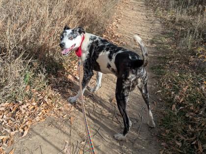 Angel, a Adoptable mixed breed in Boulder, CO image 3/3