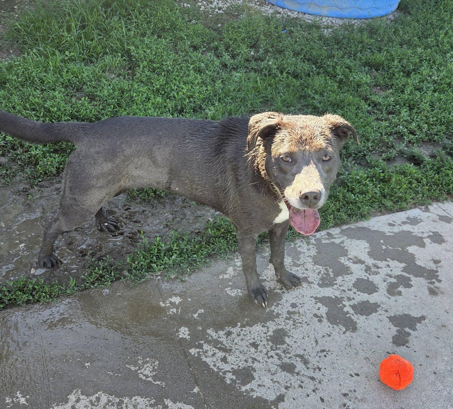 Raleigh, a ADOPTABLE mixed breed in Petersburg, IN image 3/3