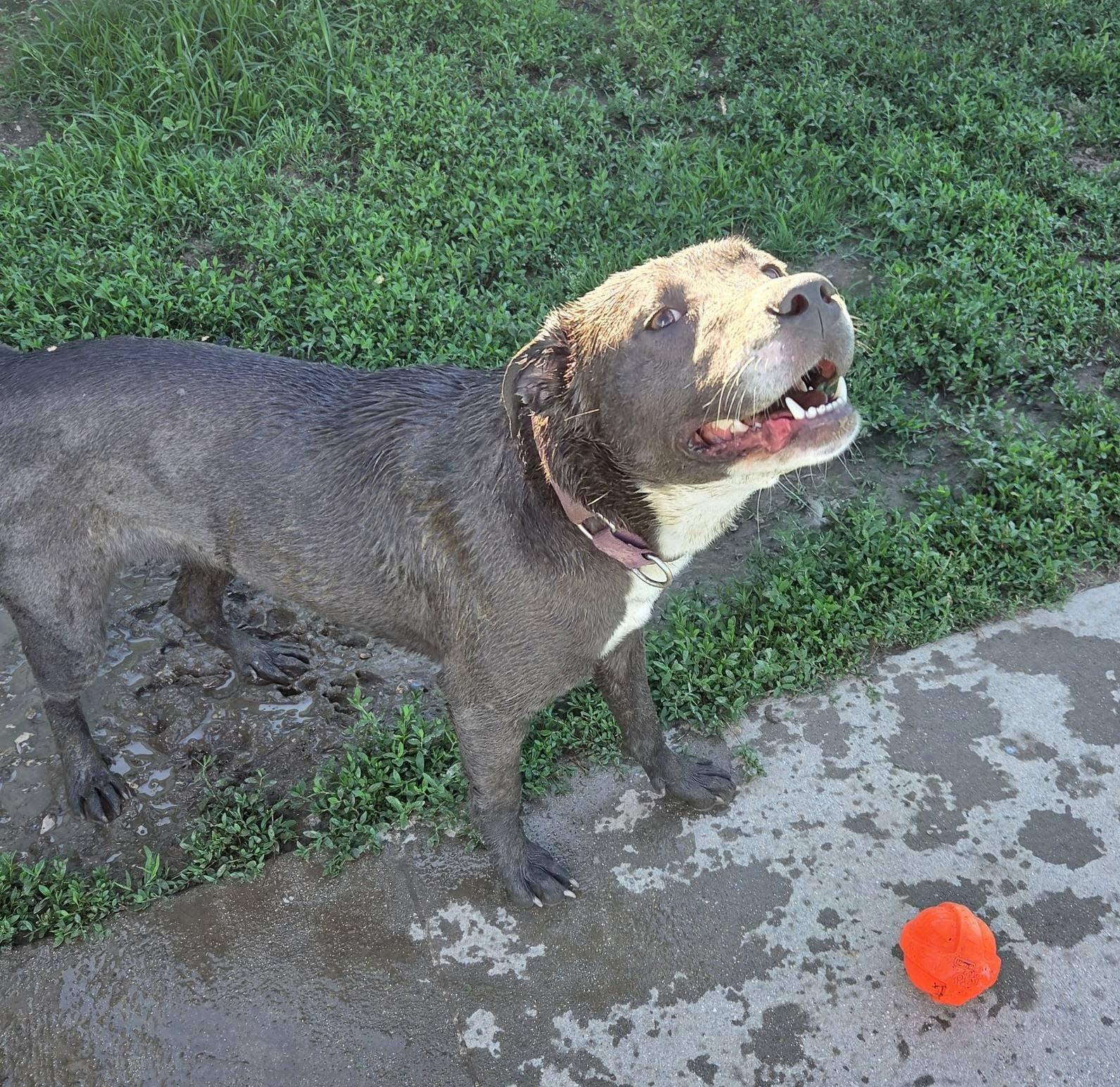 Raleigh, a ADOPTABLE mixed breed in Petersburg, IN image 2/3