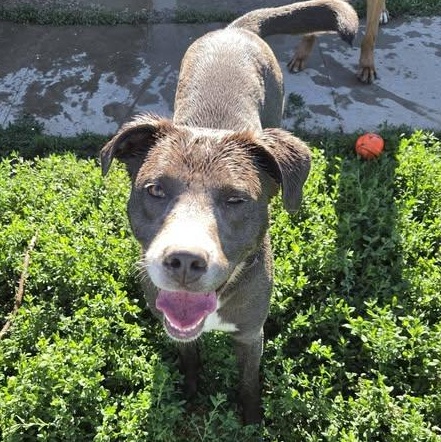 Raleigh, ADOPTABLE, Young Female Australian Shepherd.