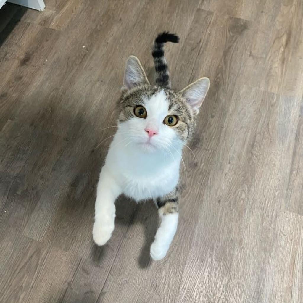 Enlarge Martin, a Adoptable Domestic Short Hair in Palmdale, CA image 2/6