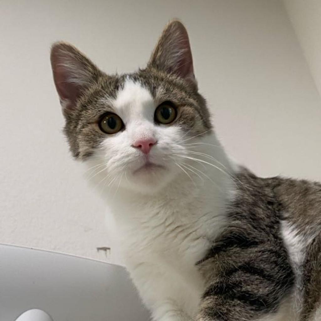 Enlarge Martin, a Adoptable Domestic Short Hair in Palmdale, CA image 4/6