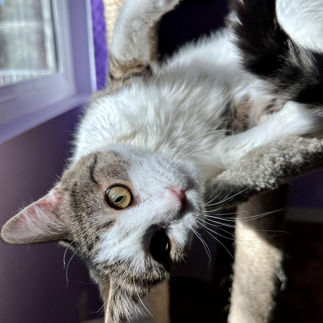 Enlarge Martin, a Adoptable Domestic Short Hair in Palmdale, CA image 5/6