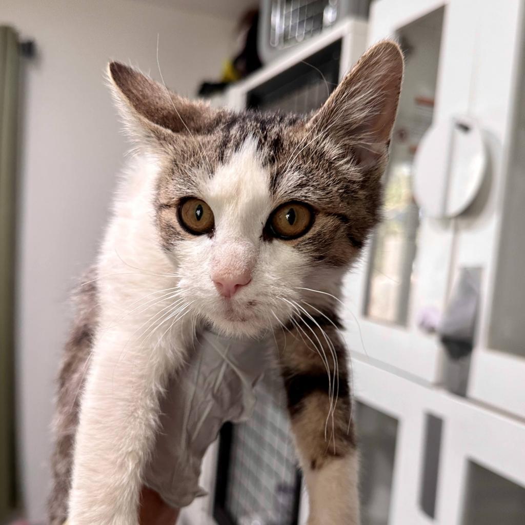 Enlarge Martin, a Adoptable Domestic Short Hair in Palmdale, CA image 6/6