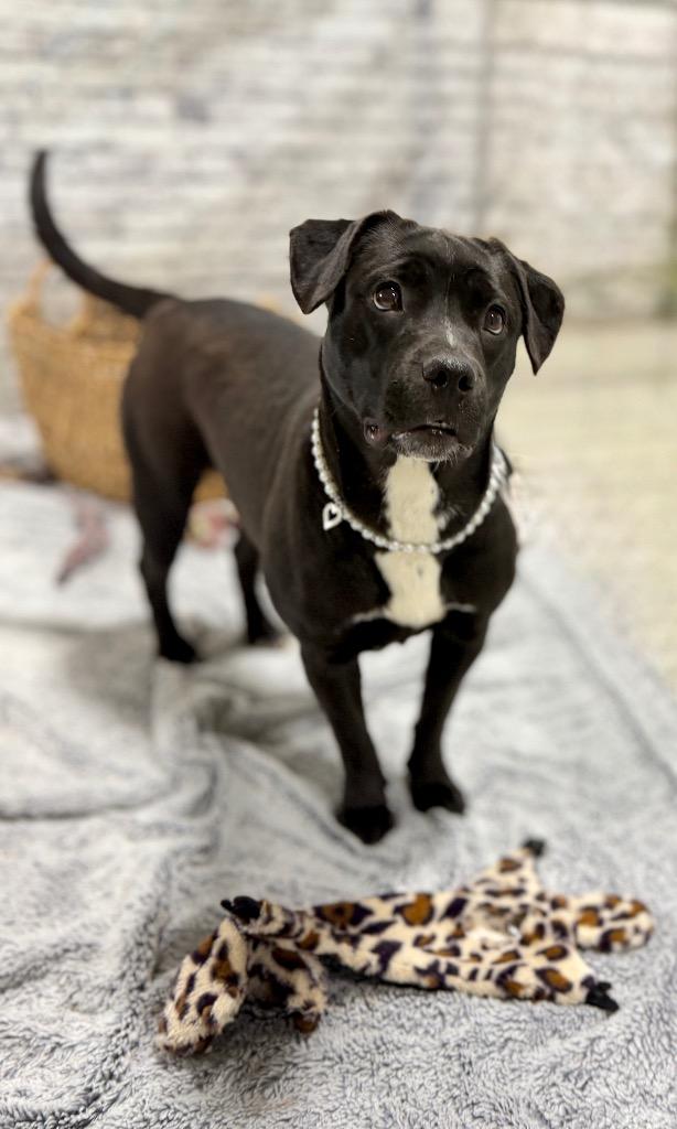 Pearl, Adoptable, Puppy Female Labrador Retriever & Mixed Breed.