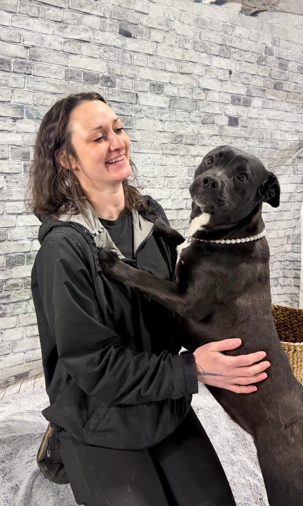 Enlarge Pearl, a Adoptable mixed breed in Muskegon, MI image 2/5