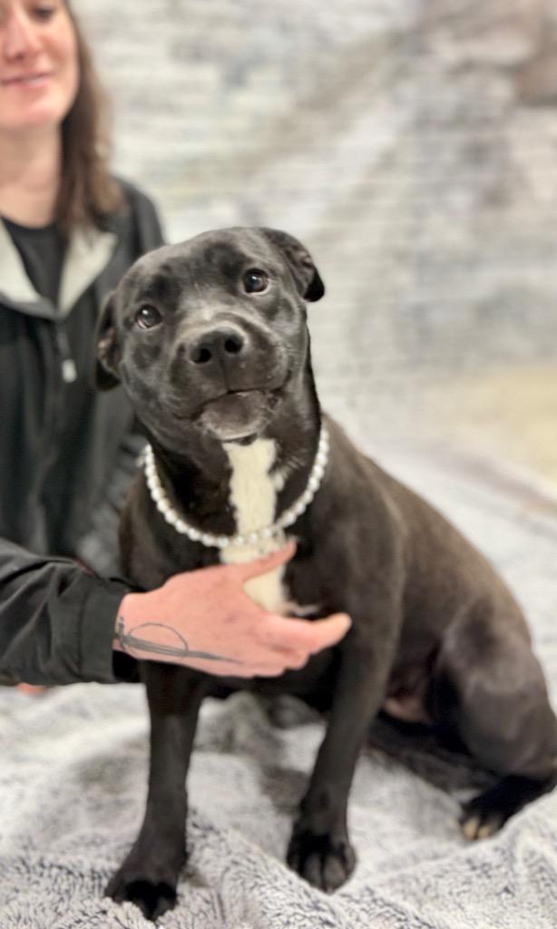 Enlarge Pearl, a Adoptable mixed breed in Muskegon, MI image 3/5