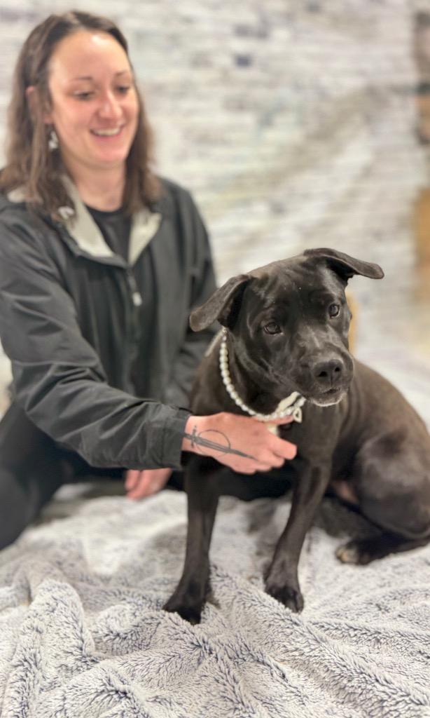Enlarge Pearl, a Adoptable mixed breed in Muskegon, MI image 4/5