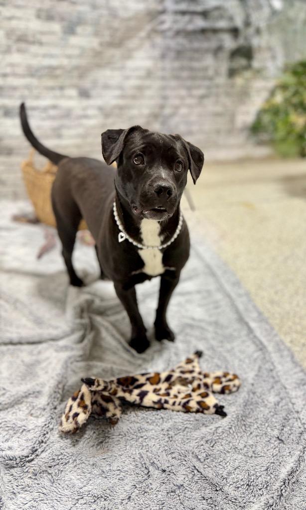 Enlarge Pearl, a Adoptable mixed breed in Muskegon, MI image 5/5