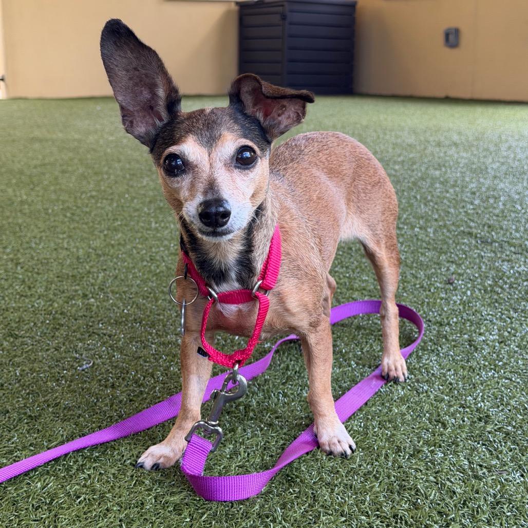 Enlarge Rose, a Adoptable mixed breed in West Palm Beach, FL image 1/6