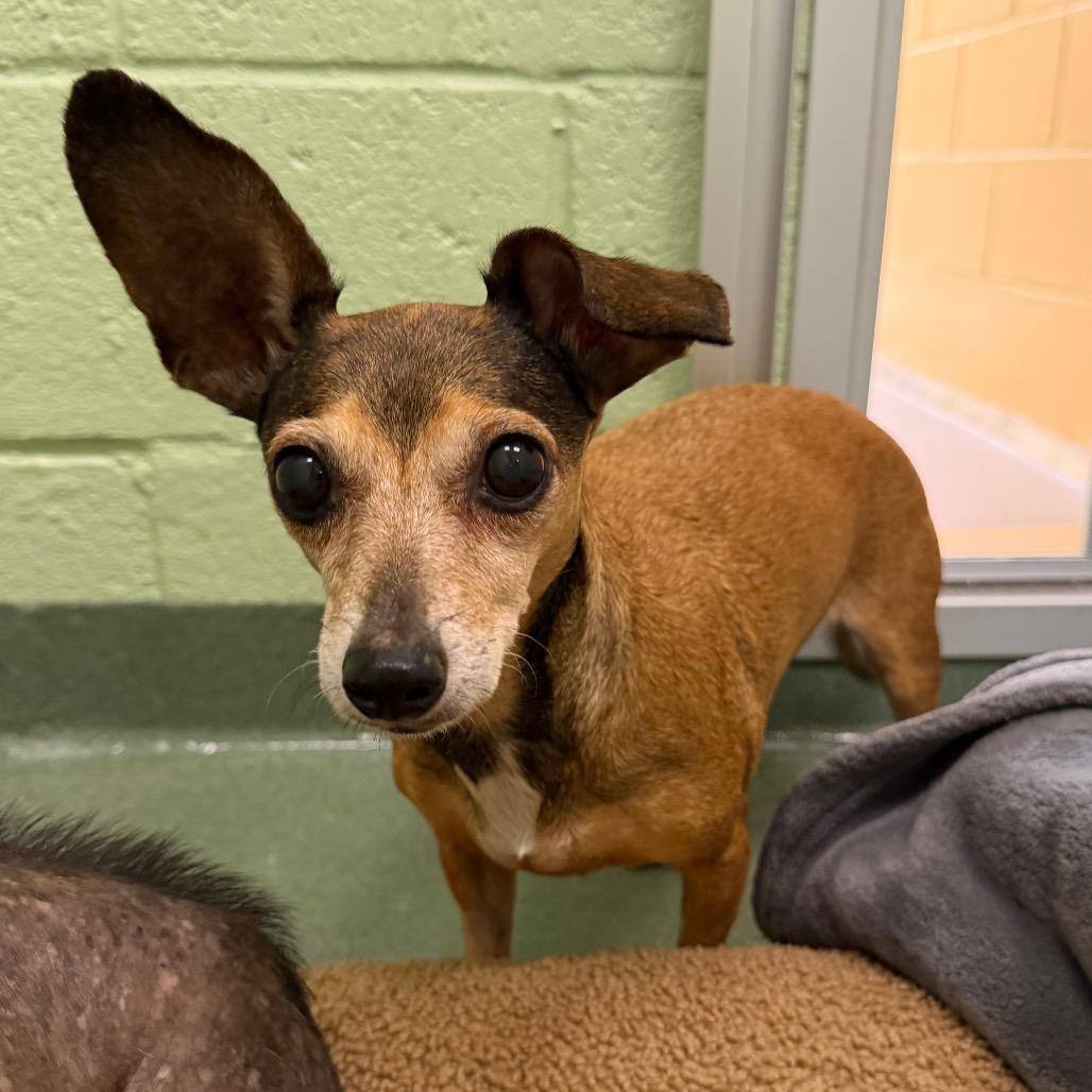 Enlarge Rose, a Adoptable mixed breed in West Palm Beach, FL image 2/6
