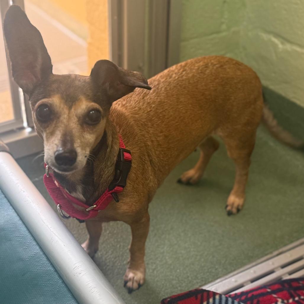 Enlarge Rose, a Adoptable mixed breed in West Palm Beach, FL image 3/6
