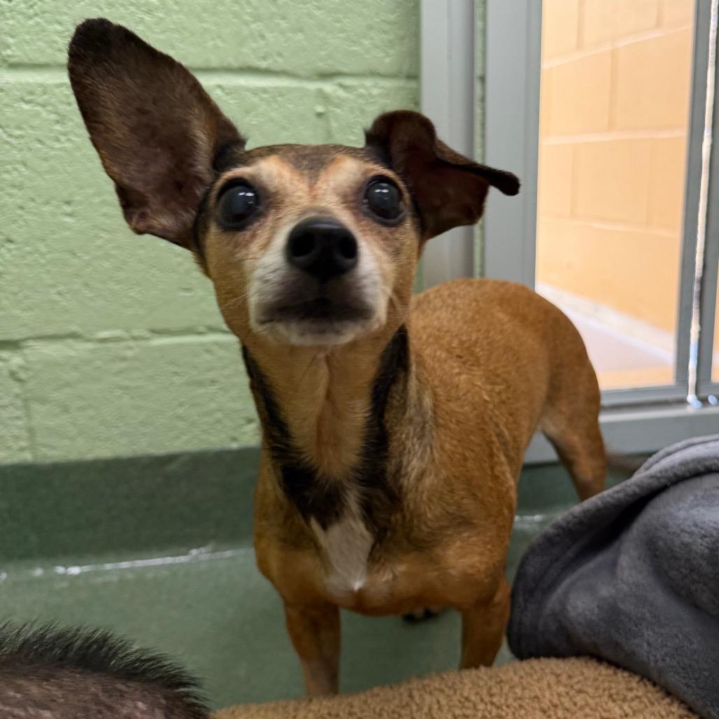 Enlarge Rose, a Adoptable mixed breed in West Palm Beach, FL image 4/6