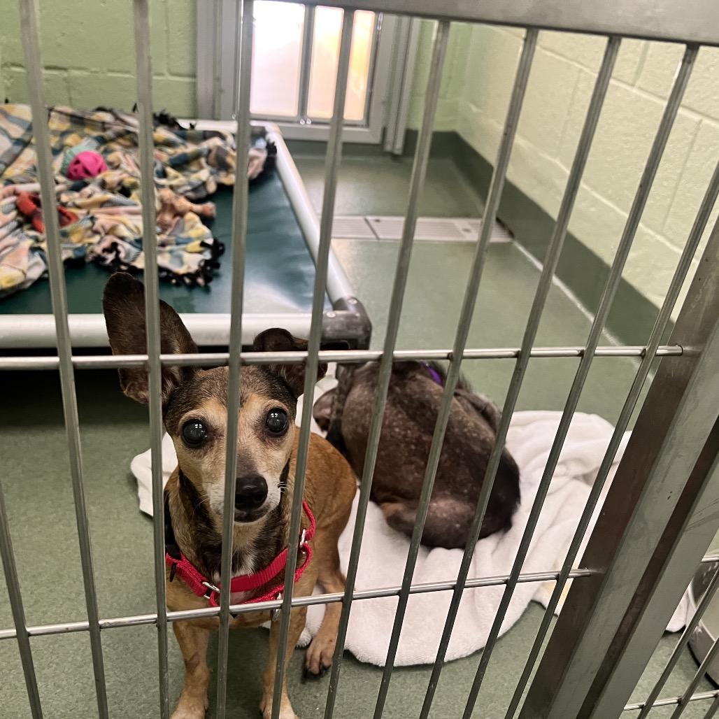 Enlarge Rose, a Adoptable mixed breed in West Palm Beach, FL image 5/6