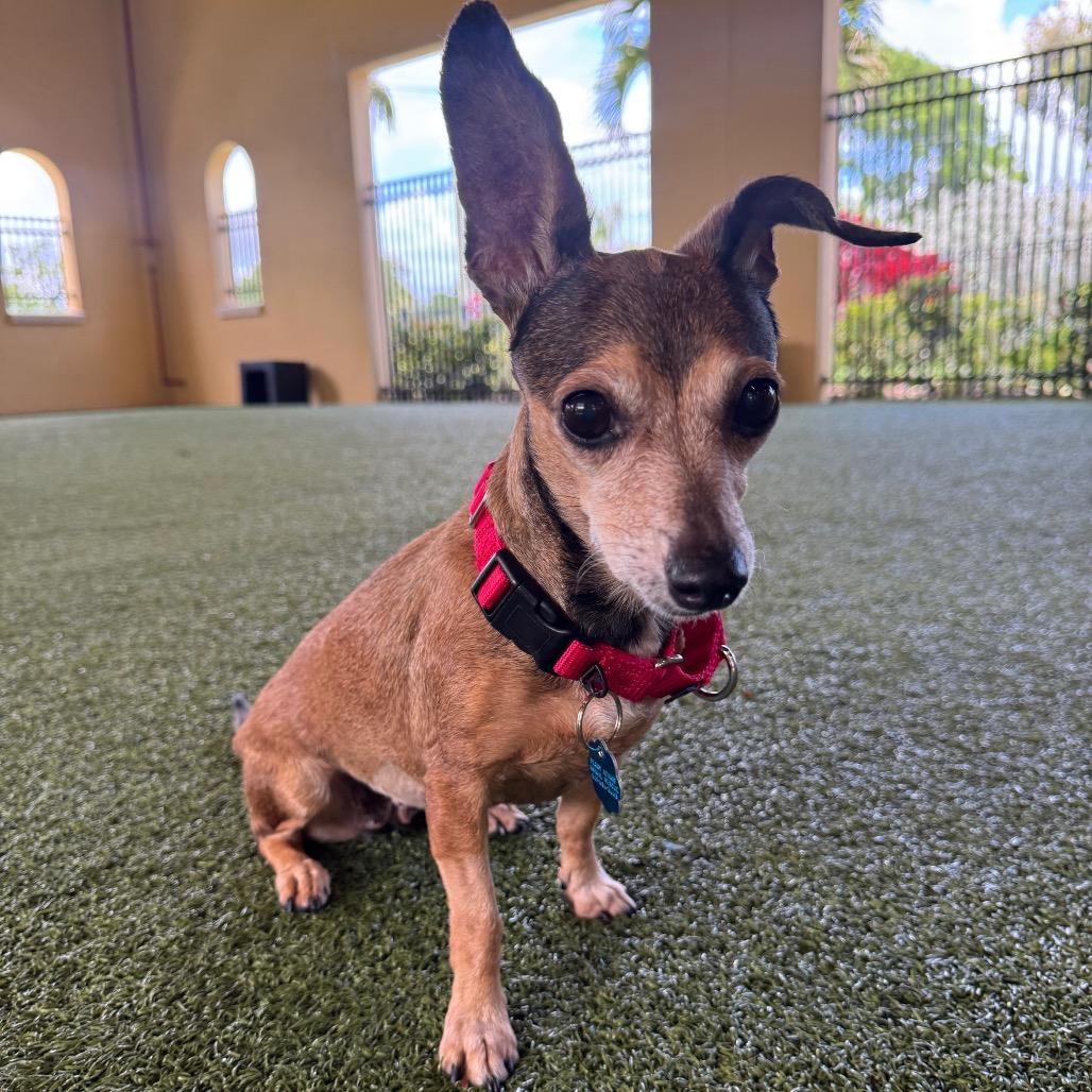 Enlarge Rose, a Adoptable mixed breed in West Palm Beach, FL image 6/6
