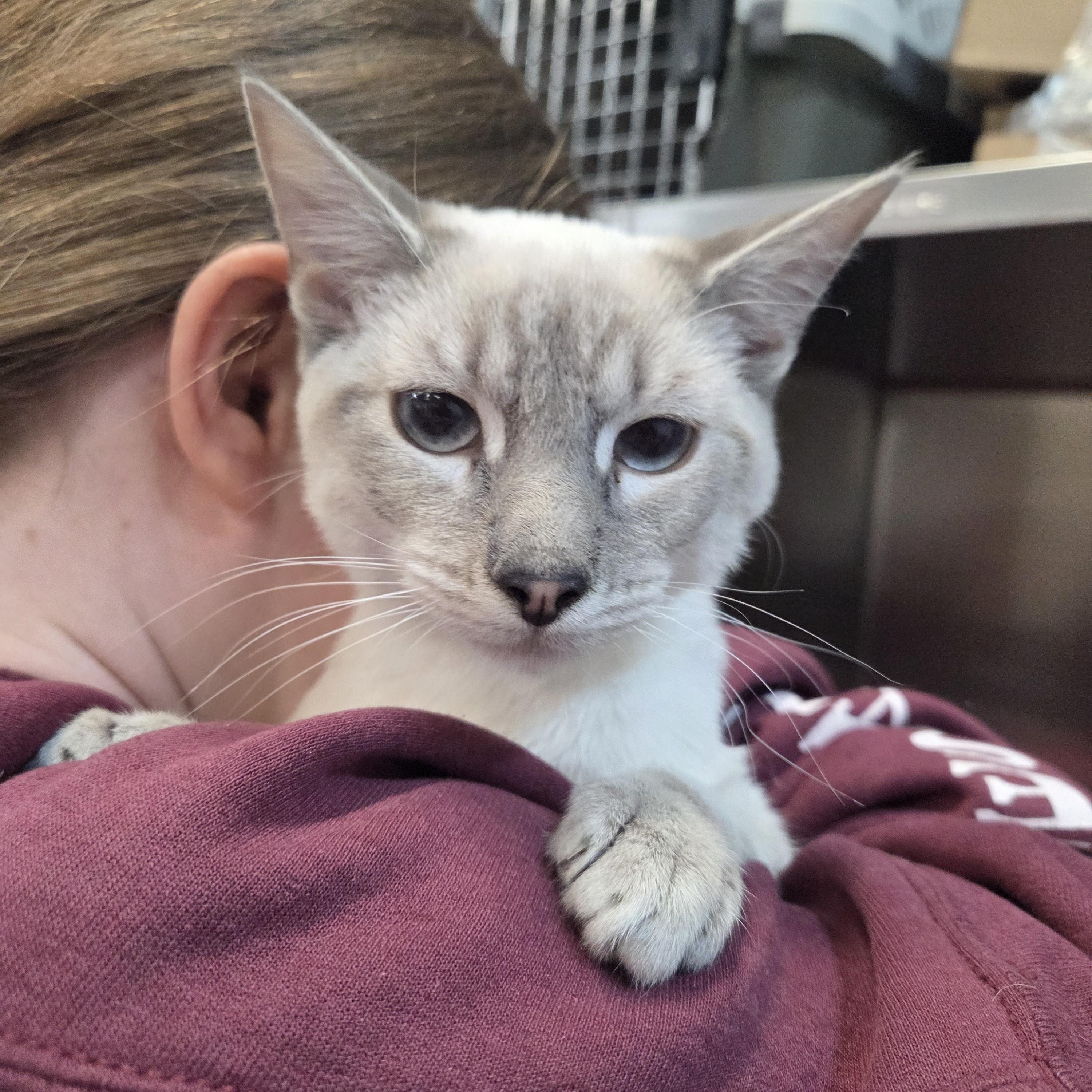 Kona , ADOPTABLE, Young Male Domestic Short Hair.