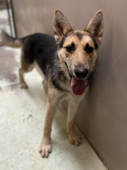 Bailey, Adoptable, Adult Female German Shepherd Dog & Mixed Breed.