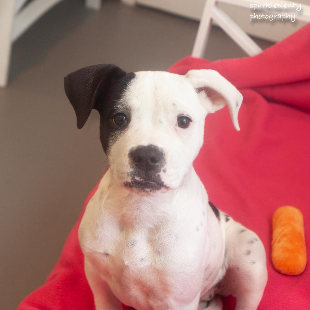Enlarge Calamity Jane, a Adoptable Mixed Breed in Ridgefield, CT image 4/4