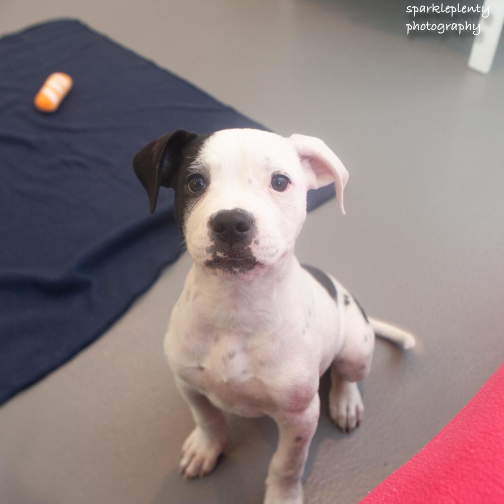 Enlarge Calamity Jane, a Adoptable Mixed Breed in Ridgefield, CT image 3/4