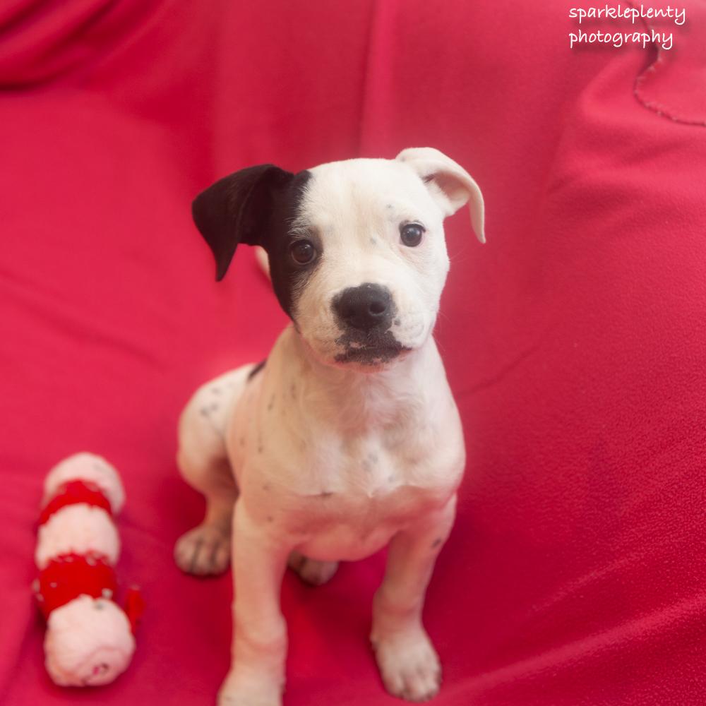 Calamity Jane, Adoptable, Puppy Female Mixed Breed.