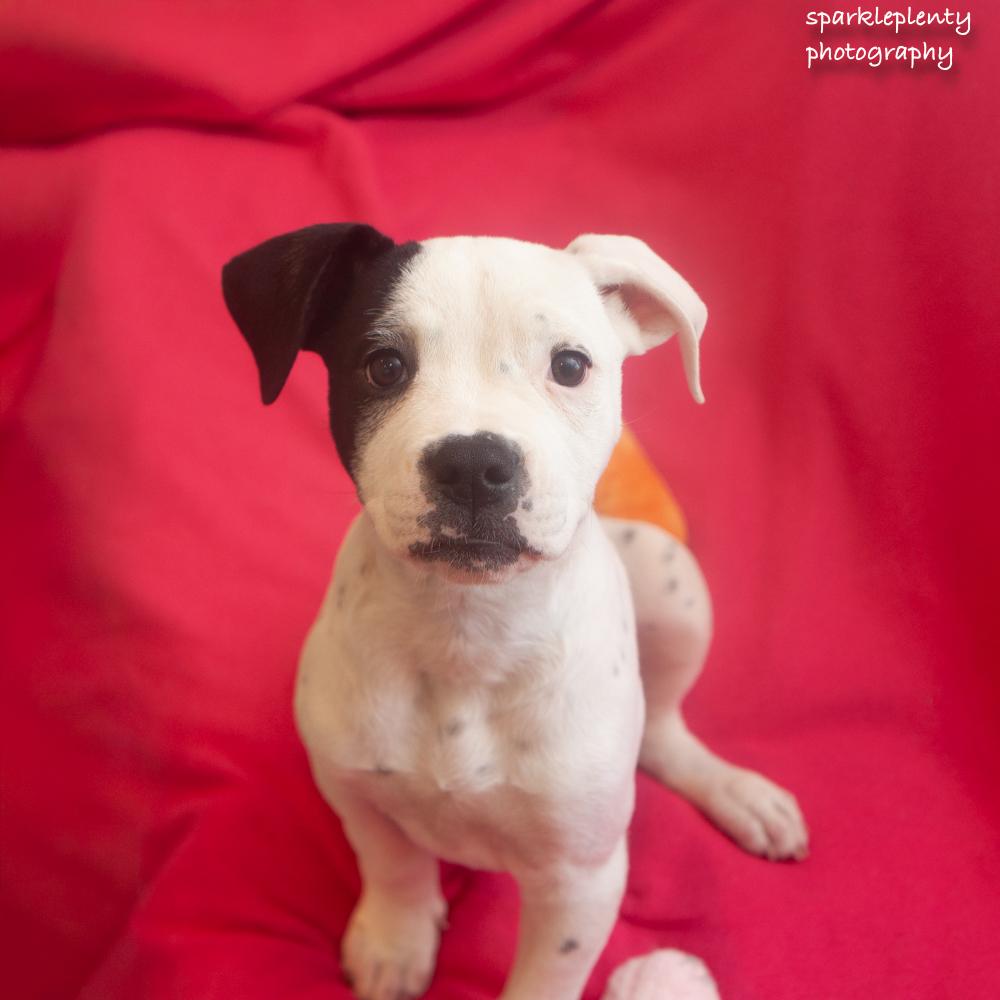 Enlarge Calamity Jane, a Adoptable Mixed Breed in Ridgefield, CT image 2/4