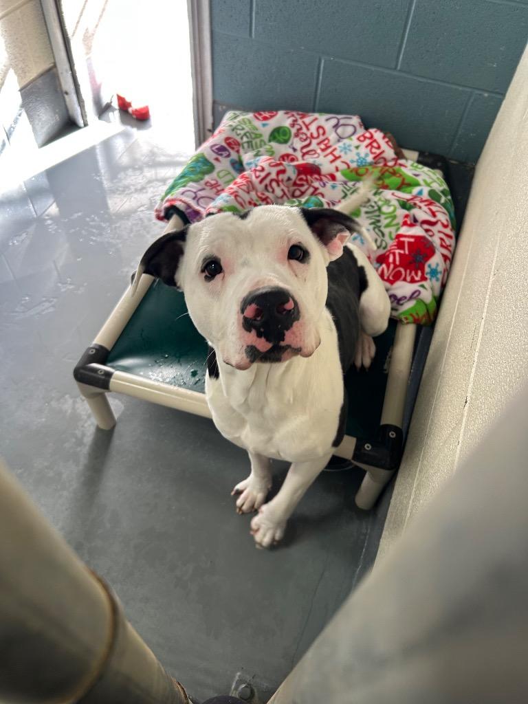 Brutus, Adoptable, Adult Male Pit Bull Terrier.