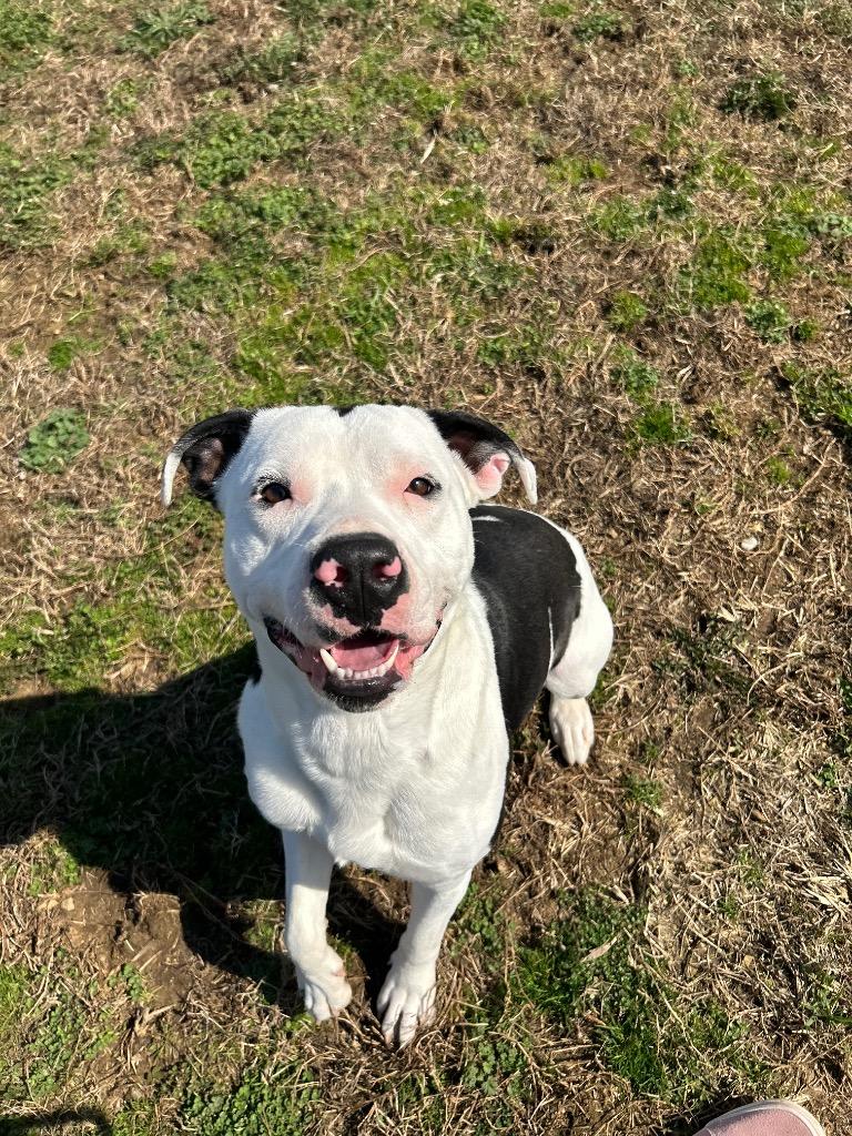 Enlarge Brutus, a Adoptable Pit Bull Terrier in Johnson City, TN image 2/3