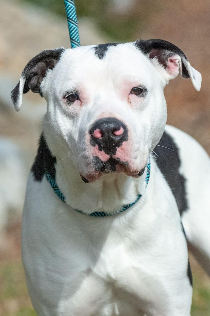 Enlarge Brutus, a Adoptable Pit Bull Terrier in Johnson City, TN image 3/3