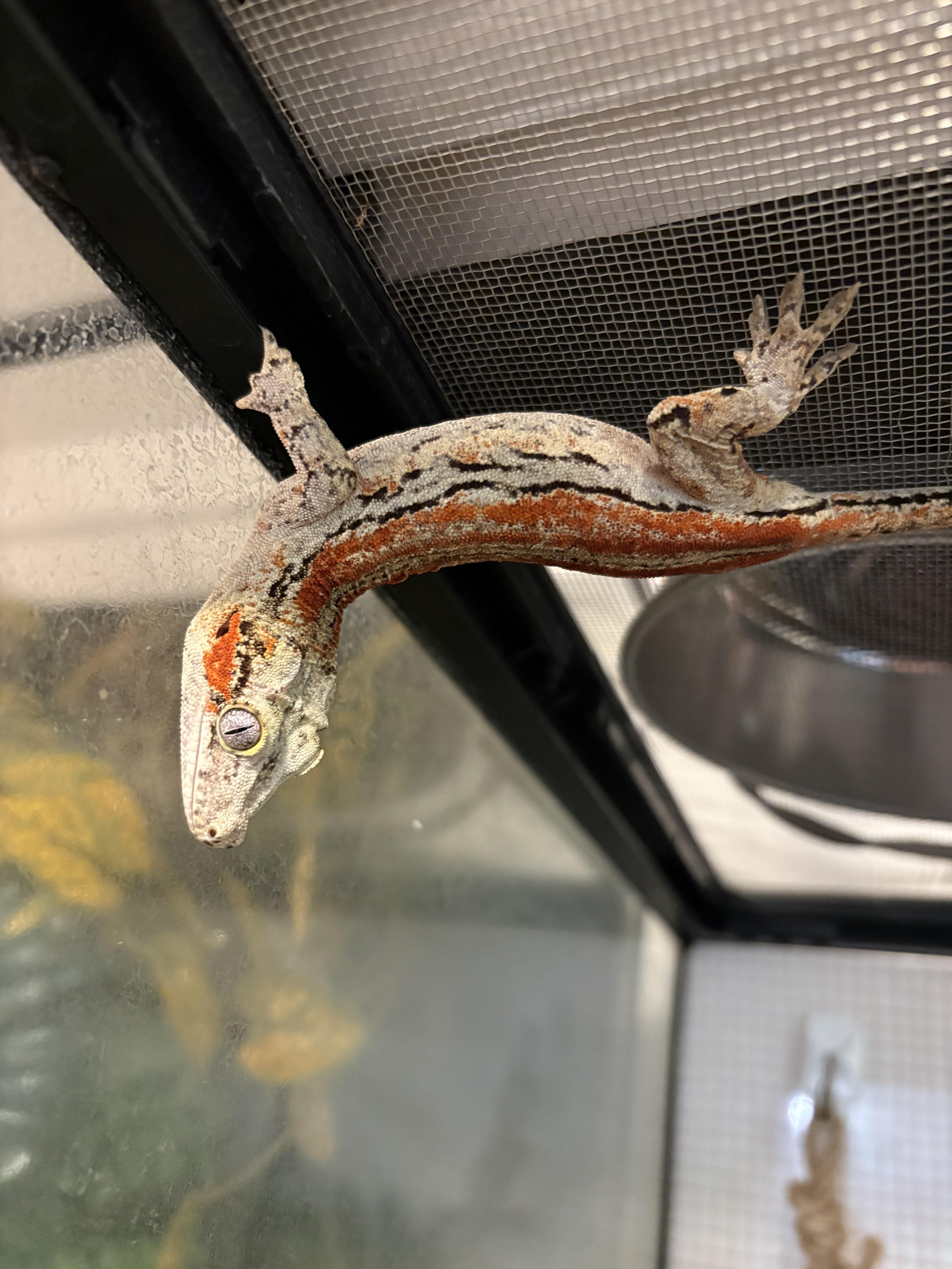 Oasis, a ADOPTABLE Gecko in Olympia, WA image 5/5