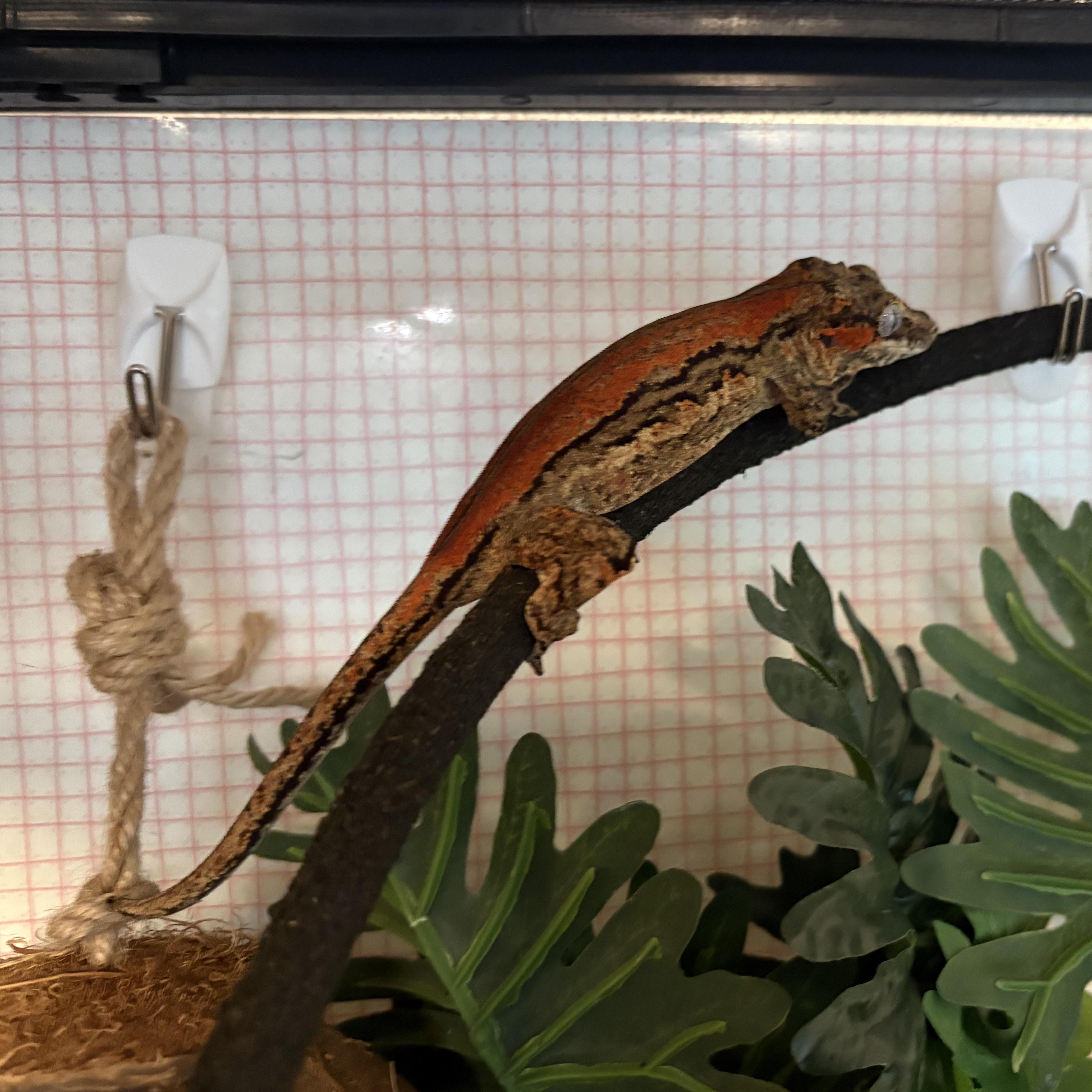Oasis, a ADOPTABLE Gecko in Olympia, WA image 4/5