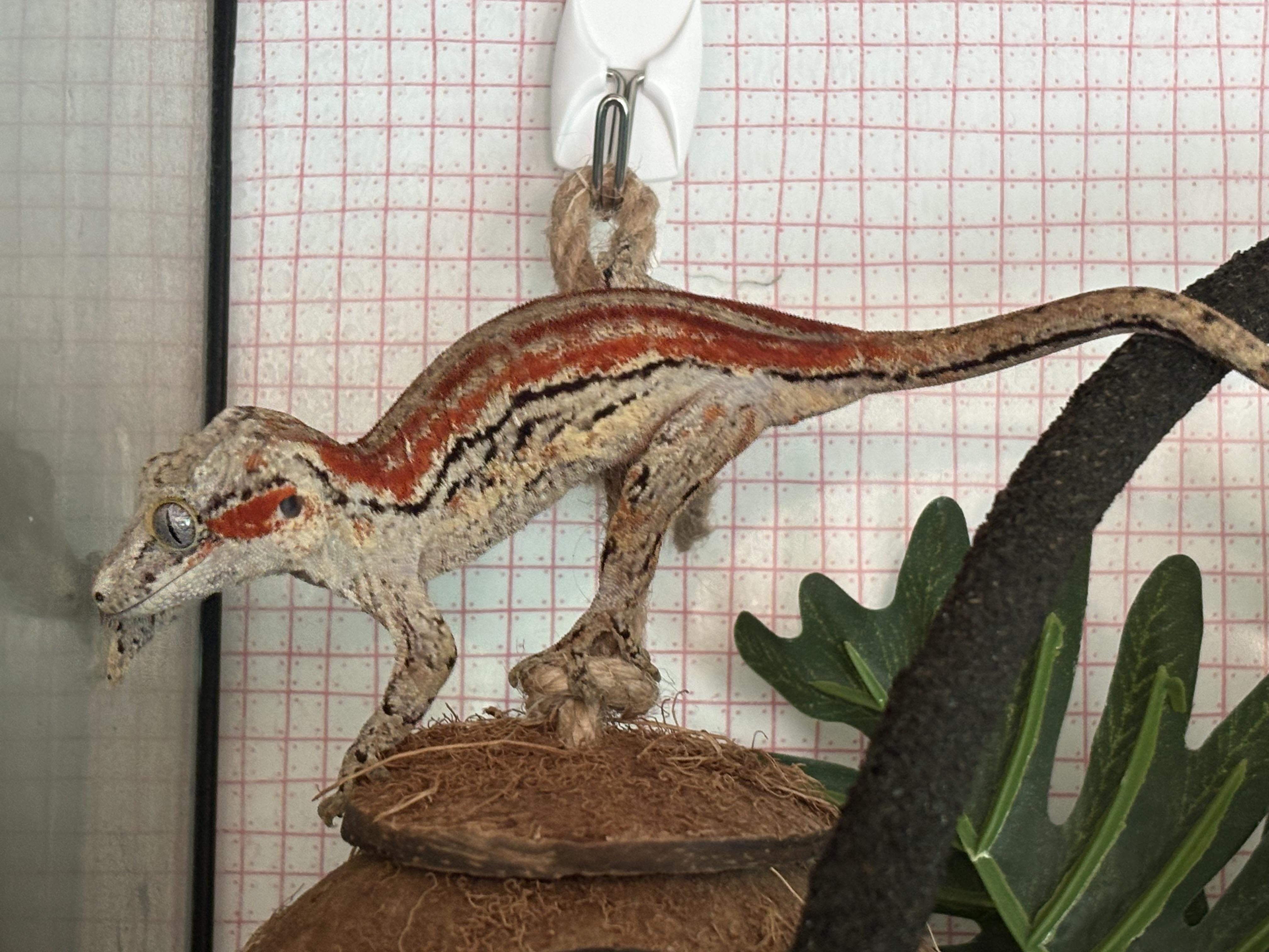 Oasis, a ADOPTABLE Gecko in Olympia, WA image 2/5