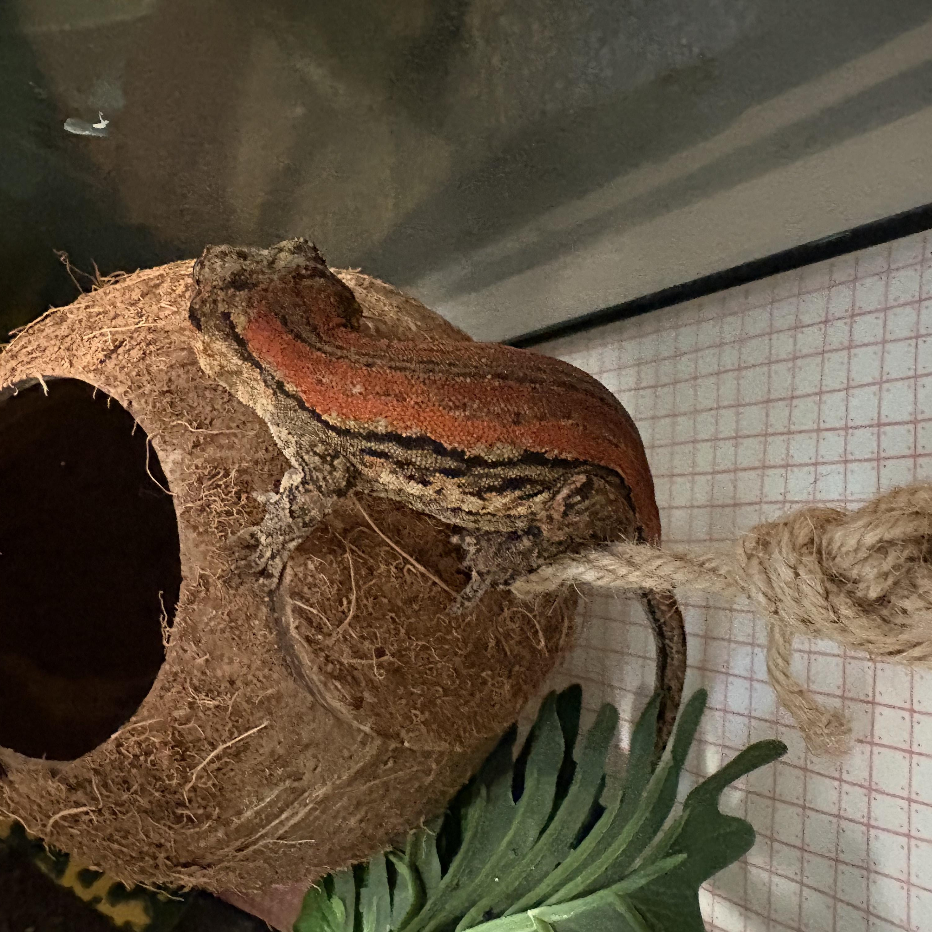 Oasis, a ADOPTABLE Gecko in Olympia, WA image 3/5