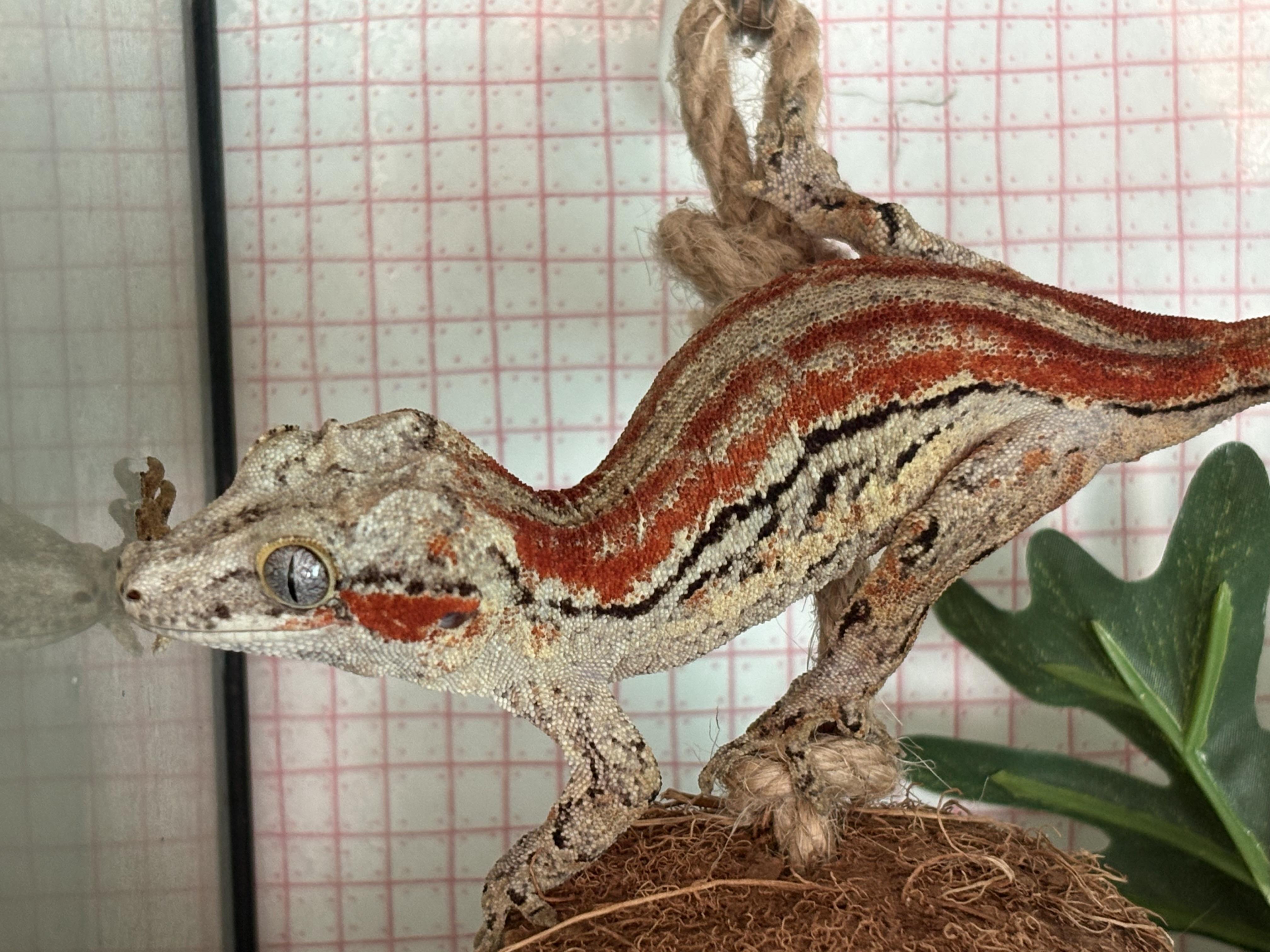Oasis, ADOPTABLE, Adult Female Gecko.