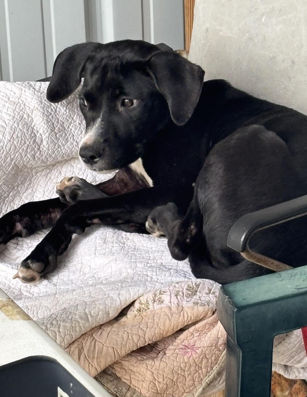 Enlarge Everly, a Adoptable mixed breed in Marengo, IL image 5/6